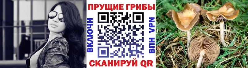 маркетплейс официальный сайт  Кемерово  Псилоцибиновые грибы MAGIC MUSHROOMS 